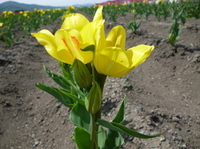チューリップ2