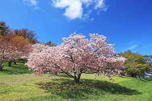五鹿山公園の写真