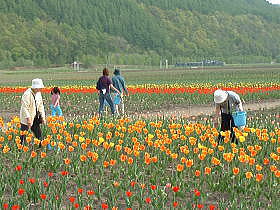 球根採取のようす