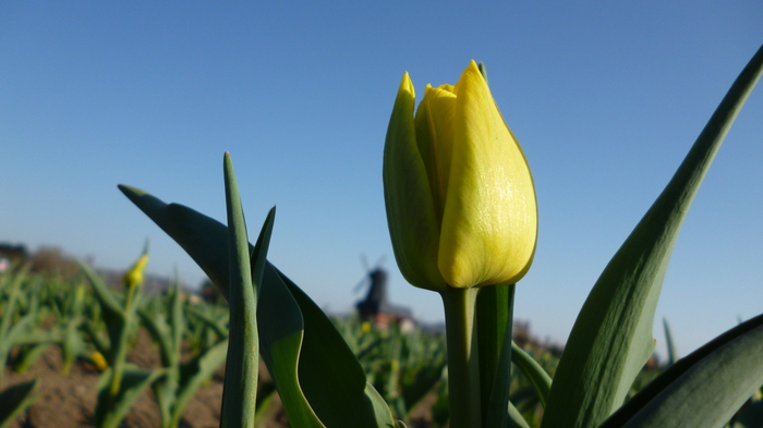 チューリップ