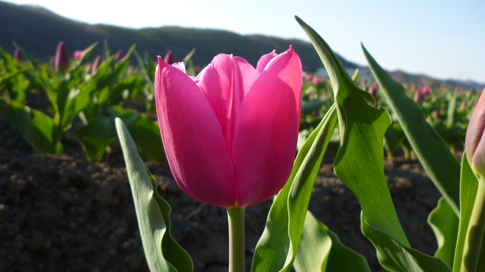 チューリップ