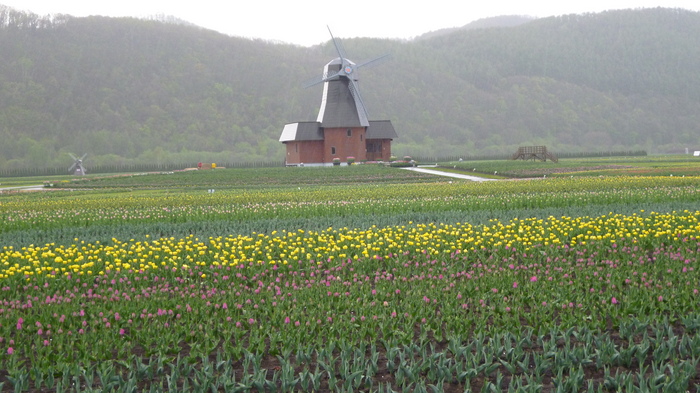 チューリップ公園