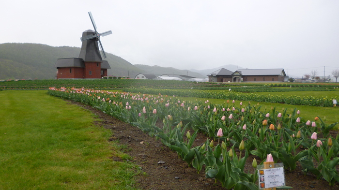 チューリップ公園