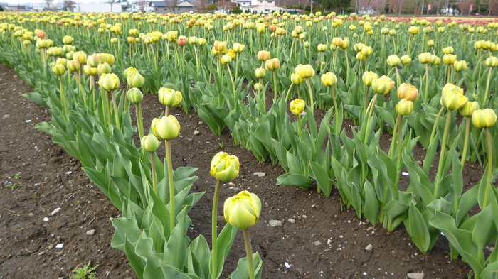 チューリップ