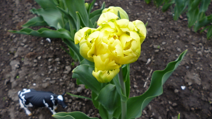 チューリップ