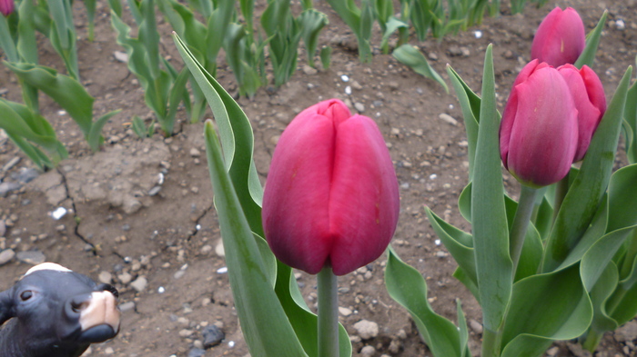 チューリップ