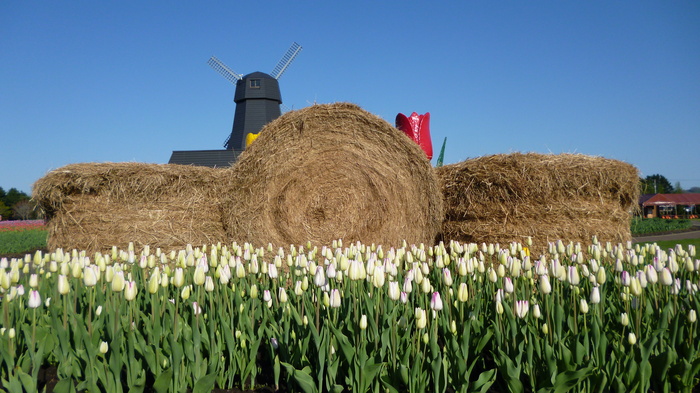 チューリップ公園