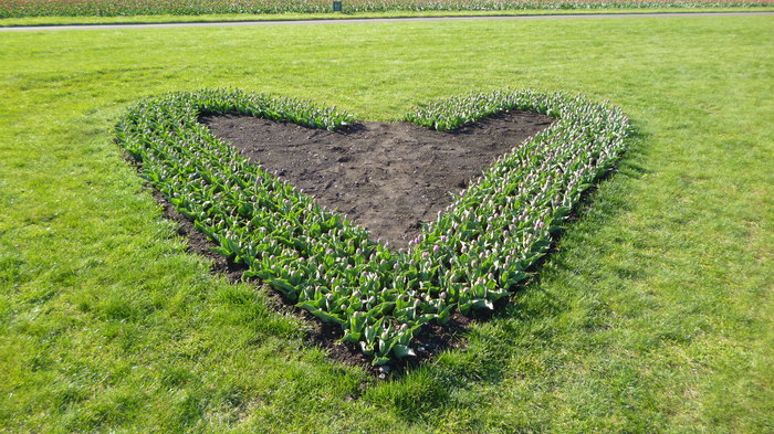 チューリップ公園