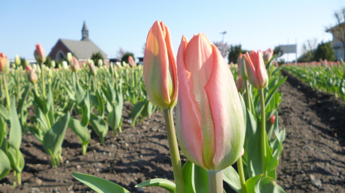 チューリップ