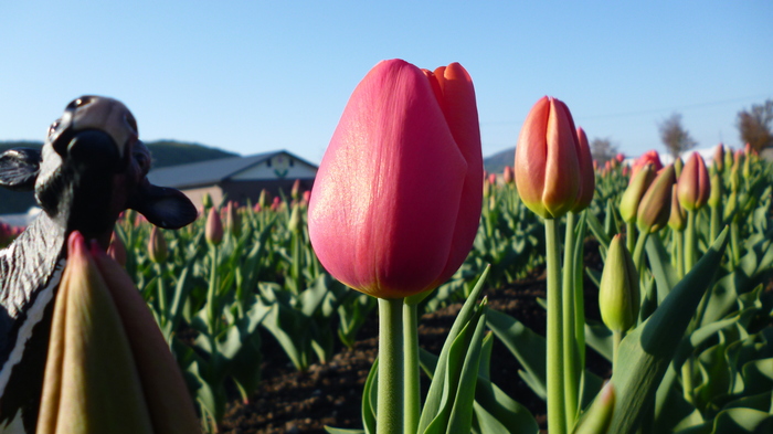 チューリップ