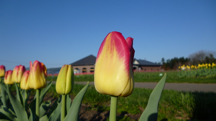 チューリップ