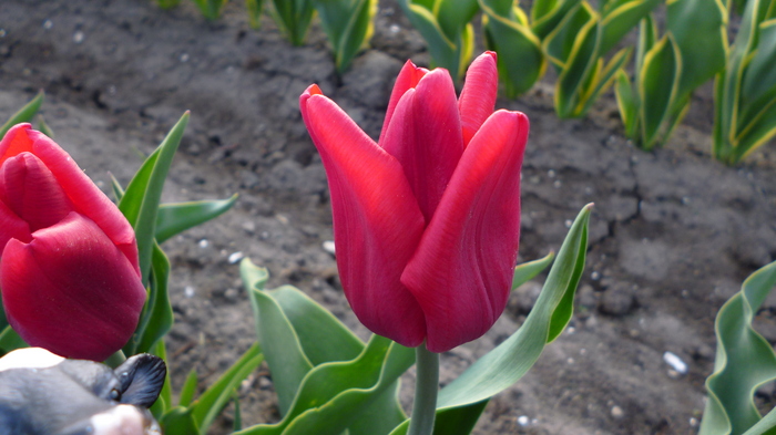 チューリップ