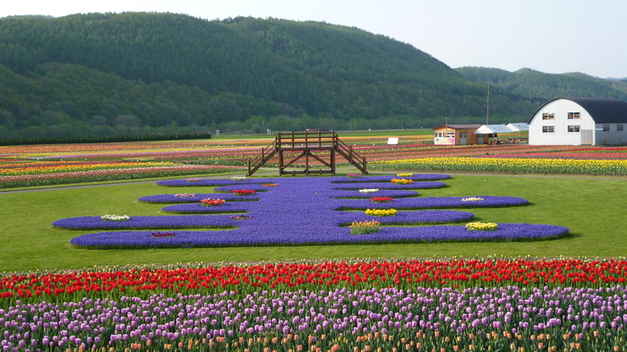 チューリップ公園