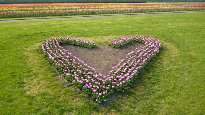 チューリップ公園